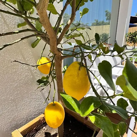 Pensión Novaeos Sicily 4*